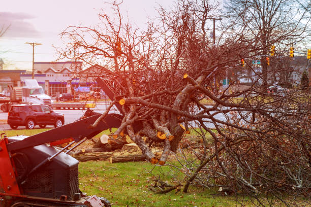  Winthrop, IA Tree Care Pros